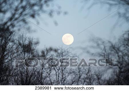 A full moon in a blue sky with silhouette of leafless tree branches; Riverton, Manitoba, Canada View Large Photo Image Stock Image - A full moon in a blue sky with silhouette of leafless tree branches; Riverton, Manitoba, Canada. Fotosearch
