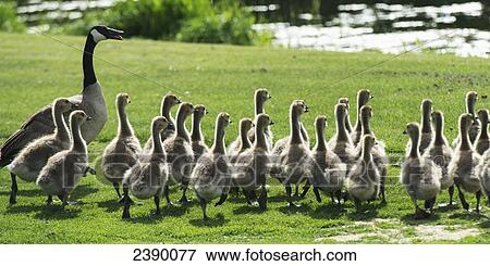 A goose and goslings walking across a golf course, Hecla-Grindstone Provincial Park; Riverton, Manitoba, Canada View Large Photo Image Stock Photo - A goose and goslings walking across a golf course, Hecla-Grindstone Provincial Park; Riverton, Manitoba, Canada. Fotosearch