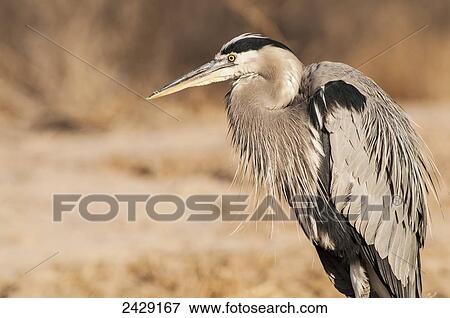 A Great blue heron (Ardea herodias) rests on a winter morning in Bosque del Apache National Wildlife Refuge; New Mexico, United States of America View Large Photo Image Stock Photo - A Great blue heron (Ardea herodias) rests on a winter morning in Bosque del Apache National Wildlife Refuge; New Mexico, United States of America. Fotosearch