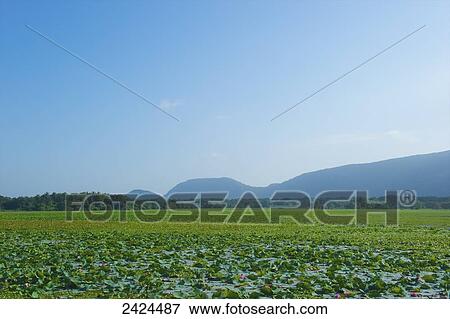 A green crop in a field with mountains in the distance and blue sky; Ulpotha, Embogama, Sri Lanka View Large Photo Image Stock Photo - A green crop in a field with mountains in the distance and blue sky; Ulpotha, Embogama, Sri Lanka. Fotosearch