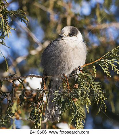 A grey jay (Perisoreus canadensis) sits in a cedar tree; Ontario, Canada View Large Photo Image Stock Photograph - A grey jay (Perisoreus canadensis) sits in a cedar tree; Ontario, Canada. Fotosearch