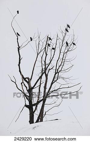 Stock Image - A group of Ravens perch in tree in early spring, 2013. The snowy background sets off the bare tree and the black birds well. Portage area in Southcentral Alaska. Birds.. Fotosearch