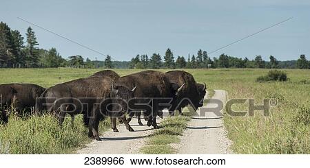A herd of American Bison (bison bison) crossing a dirt road in Riding Mountain National Park; Manitoba, Canada View Large Photo Image Stock Photograph - A herd of American Bison (bison bison) crossing a dirt road in Riding Mountain National Park; Manitoba, Canada. Fotosearch