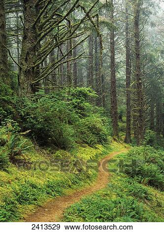 A hiking trail passes through a forest of Sitka spruce trees; Reedsport, Oregon, United States of America View Large Photo Image Stock Photo - A hiking trail passes through a forest of Sitka spruce trees; Reedsport, Oregon, United States of America. Fotosearch