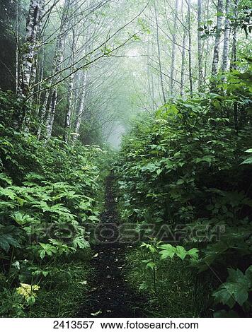A hiking trail passes through the forest; Florence, Oregon, United States of America View Large Photo Image Stock Photo - A hiking trail passes through the forest; Florence, Oregon, United States of America. Fotosearch