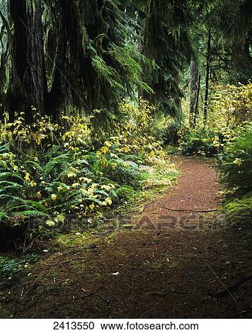 A hiking trail winds through the forest; Florence, Oregon, United States of America View Large Photo Image Stock Image - A hiking trail winds through the forest; Florence, Oregon, United States of America. Fotosearch