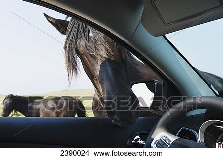 Picture - A horse puts it's head into an open car window; Bonavista, Newfoundland and Labrador, Canada. Fotosearch