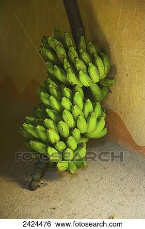 A large cluster of green bananas on a stalk; Ulpotha, Embogama, Sri Lanka View Large Photo Image Stock Photograph - A large cluster of green bananas on a stalk; Ulpotha, Embogama, Sri Lanka. Fotosearch