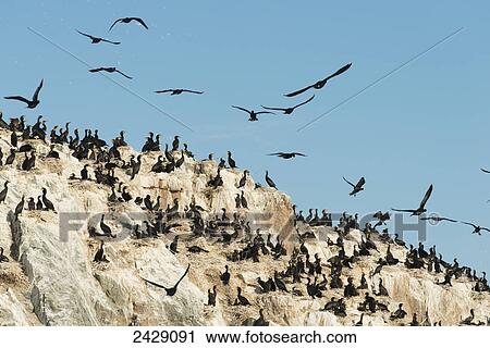 Stock Image - A large flock of black birds on a rock against a blue sky; Kenora, Ontario, Canada. Fotosearch