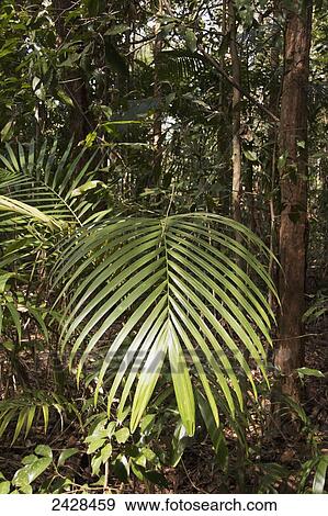 A large green plant leaf in a forest; Queensland, Australia View Large Photo Image Stock Photo - A large green plant leaf in a forest; Queensland, Australia. Fotosearch