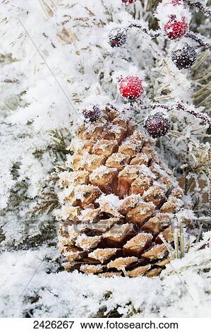 Stock Photo - A large pine cone and berries on a snow covered pine tree; Alberta, Canada. Fotosearch