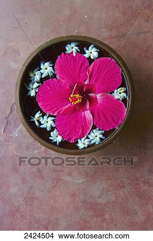 A large pink flower with smaller white flowers floating in a bowl; Ulpotha, Embogama, Sri Lanka View Large Photo Image Picture - A large pink flower with smaller white flowers floating in a bowl; Ulpotha, Embogama, Sri Lanka. Fotosearch