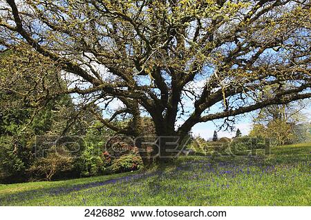 Stock Image - A large tree with blue sky and cloud in Dereen Gardens; Lauraugh, County Kerry, Ireland . Fotosearch