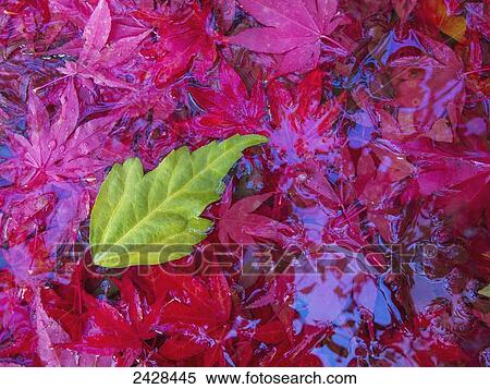 Stock Photography - A leaf lands in bird bath filled with fall maple leaves on Vancouver Island; Duncan, British Columbia, Canada. Fotosearch