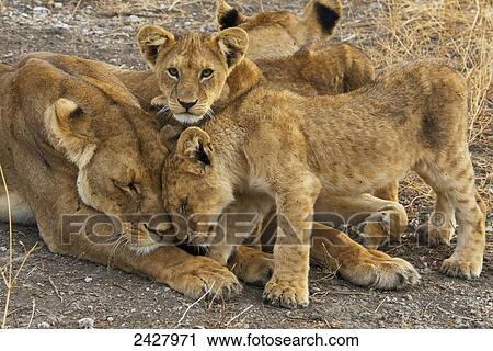 A lion and her cubs; Tanzania, Africa View Large Photo Image Stock Image - A lion and her cubs; Tanzania, Africa. Fotosearch