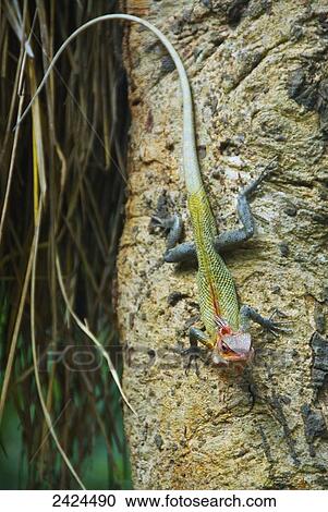 Stock Image - A lizard on a tree trunk; Ulpotha, Embogama, Sri Lanka. Fotosearch