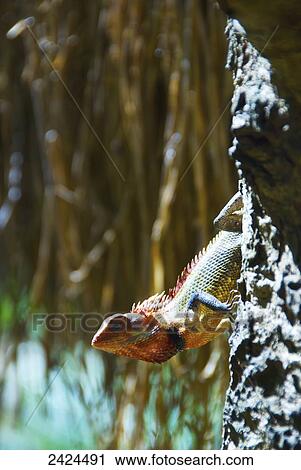 A lizard on a tree trunk; Ulpotha, Embogama, Sri Lanka View Large Photo Image Stock Image - A lizard on a tree trunk; Ulpotha, Embogama, Sri Lanka. Fotosearch