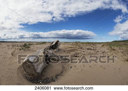 A log in the sand along the coast; Northumberland, England View Large Photo Image Stock Image - A log in the sand along the coast; Northumberland, England. Fotosearch