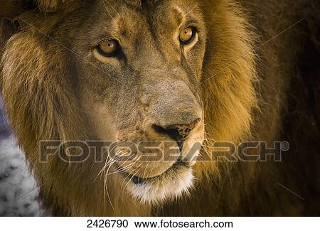 A male lion (Panthera leo) hangs out at the petting zoo; Bandon, Oregon, United States of America View Large Photo Image Stock Image - A male lion (Panthera leo) hangs out at the petting zoo; Bandon, Oregon, United States of America. Fotosearch