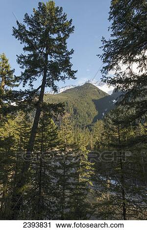 A mountain peak against the blue sky viewed through the trees; Pemberton, British Columbia, Canada View Large Photo Image Stock Image - A mountain peak against the blue sky viewed through the trees; Pemberton, British Columbia, Canada. Fotosearch