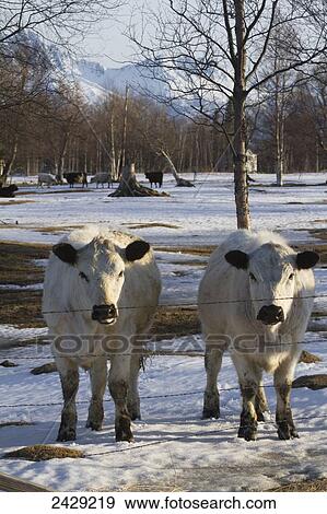 Stock Photo - A pair of white cows stand in springtime snow and look at camera. Near Palmer, Alaska in Southcentral Alaska.. Fotosearch