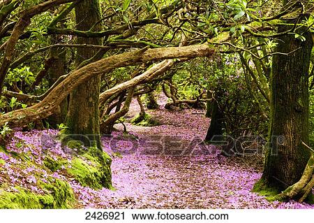 A path in a forest covered with pink flower petals, Reenagross; Kenmare, County Kerry, Ireland View Large Photo Image Stock Image - A path in a forest covered with pink flower petals, Reenagross; Kenmare, County Kerry, Ireland . Fotosearch