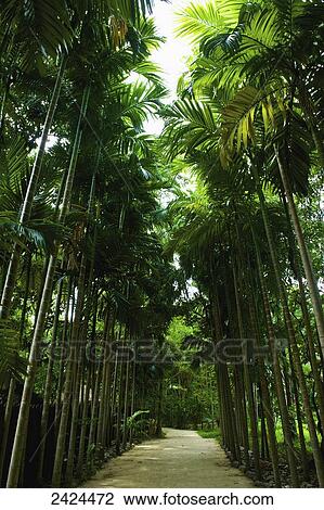 A path lined with tall, lush palm trees; Ulpotha, Embogama, Sri Lanka View Large Photo Image Stock Image - A path lined with tall, lush palm trees; Ulpotha, Embogama, Sri Lanka. Fotosearch