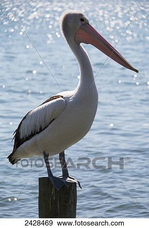 A pelican perched on a piling on the water; Queensland, Australia View Large Photo Image Stock Photo - A pelican perched on a piling on the water; Queensland, Australia. Fotosearch