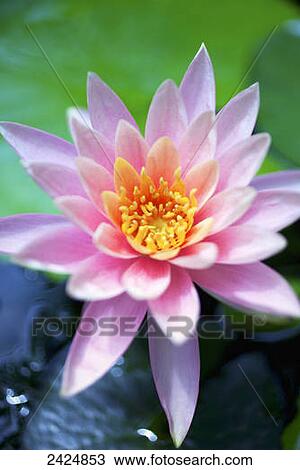 A pink water lily close up. View Large Photo Image Stock Image - A pink water lily close up.. Fotosearch