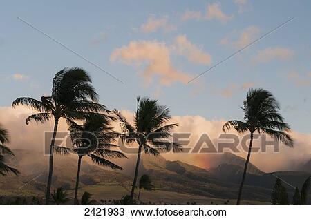 A rainfall dampens the ridge with palm trees in the foreground; Lahaina, Maui, Hawaii, United States of America View Large Photo Image Stock Image - A rainfall dampens the ridge with palm trees in the foreground; Lahaina, Maui, Hawaii, United States of America. Fotosearch