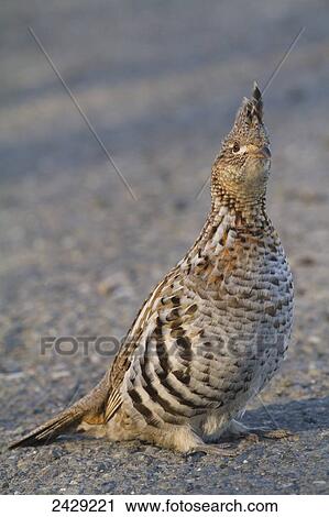 A rare Ruffed Grouse at Potter Marsh south of Anchorage, Alaska in Southcentral Alaska. Spring, 2013. Ruffed grouse are rare in this area but are found in many areas of Alaska. BIrds. View Large Photo Image Stock Image - A rare Ruffed Grouse at Potter Marsh south of Anchorage, Alaska in Southcentral Alaska. Spring, 2013. Ruffed grouse are rare in this area but are found in many areas of Alaska. BIrds.. Fotosearch