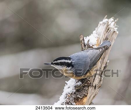 Picture - A Red-breasted nuthatch (Sitta canadensis) sits on a tree stump with snow; Ontario, Canada. Fotosearch