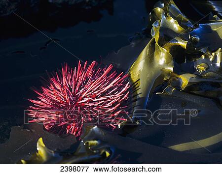 A Red Sea Urchin is exposed by a minus tide at Cape Arago State Park; Oregon, United States of America View Large Photo Image Stock Photo - A Red Sea Urchin is exposed by a minus tide at Cape Arago State Park; Oregon, United States of America. Fotosearch