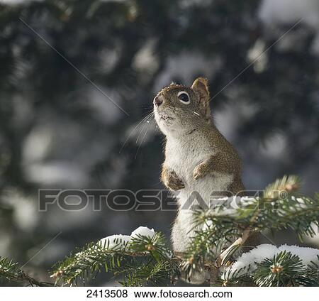 A red squirrel (Sciurus vulgaris) sits alert in a snow covered tree; Ontario, Canada View Large Photo Image Stock Photo - A red squirrel (Sciurus vulgaris) sits alert in a snow covered tree; Ontario, Canada. Fotosearch