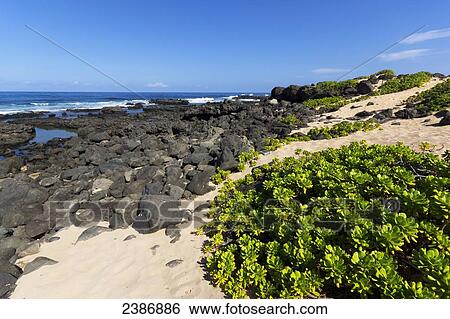 A remote beach at Kaena Point along the coastline; Oahu, Hawaii, United States of America View Large Photo Image Stock Photograph - A remote beach at Kaena Point along the coastline; Oahu, Hawaii, United States of America. Fotosearch