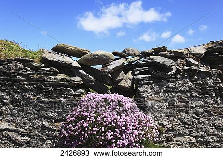 A rock wall and flowers blossoming along the coast, near Allihies; County Cork, Ireland View Large Photo Image Stock Image - A rock wall and flowers blossoming along the coast, near Allihies; County Cork, Ireland. Fotosearch