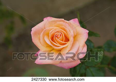 A rose in bloom; San Juan Capistrano, California, United States View Large Photo Image Stock Image - A rose in bloom; San Juan Capistrano, California, United States. Fotosearch