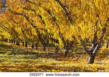 A row of colourful peach trees in autumn with yellow leaves on the ground; Palisade, Colorado, United States of America View Large Photo Image Stock Image - A row of colourful peach trees in autumn with yellow leaves on the ground; Palisade, Colorado, United States of America. Fotosearch