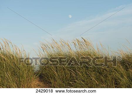 A sandy path between tall grasses and a full moon in the blue sky; Prince Edward Island, Canada View Large Photo Image Stock Photo - A sandy path between tall grasses and a full moon in the blue sky; Prince Edward Island, Canada. Fotosearch
