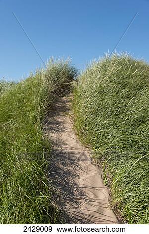 A sandy path leading up through the tall grasses; Prince Edward Island, Canada View Large Photo Image Stock Photo - A sandy path leading up through the tall grasses; Prince Edward Island, Canada. Fotosearch