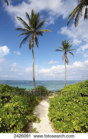 A sandy path towards the caribbean sea; Nesbit Beach, Nevis View Large Photo Image Stock Image - A sandy path towards the caribbean sea; Nesbit Beach, Nevis. Fotosearch