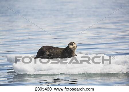 A Sea Otter (Enhydra lutris) resting on a calved piece of glacier ice floating in Barry Arm in springtime, Chugach National Forest; Alaska, United States of America View Large Photo Image Stock Image - A Sea Otter (Enhydra lutris) resting on a calved piece of glacier ice floating in Barry Arm in springtime, Chugach National Forest; Alaska, United States of America. Fotosearch