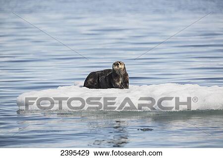 A Sea Otter (Enhydra lutris) resting on a calved piece of glacier ice floating in Barry Arm in springtime, Chugach National Forest; Alaska, United States of America View Large Photo Image Stock Photo - A Sea Otter (Enhydra lutris) resting on a calved piece of glacier ice floating in Barry Arm in springtime, Chugach National Forest; Alaska, United States of America. Fotosearch