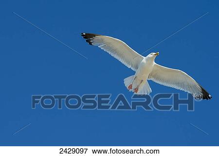 A seagull soaring in a blue sky; Kenora, Ontario, Canada View Large Photo Image Stock Photo - A seagull soaring in a blue sky; Kenora, Ontario, Canada. Fotosearch