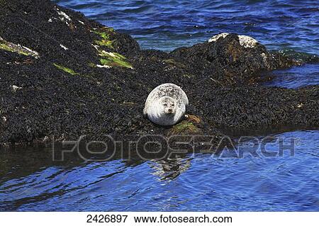 A seal along the coast, near Glengarrif; County Cork, Ireland View Large Photo Image Stock Photo - A seal along the coast, near Glengarrif; County Cork, Ireland. Fotosearch