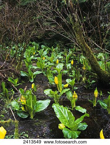 A Skunk Cabbage patch grows in South Slough; Charleston, Oregon, United States of America View Large Photo Image Stock Photo - A Skunk Cabbage patch grows in South Slough; Charleston, Oregon, United States of America. Fotosearch