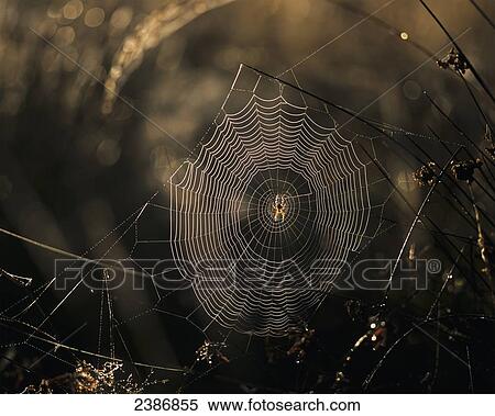 A spider and it's web catch the sunlight; Astoria, Oregon, United States of America View Large Photo Image Stock Photography - A spider and it's web catch the sunlight; Astoria, Oregon, United States of America. Fotosearch