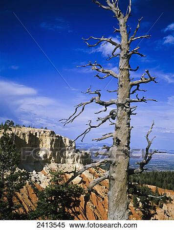 A tall snag is found at Bryce Canyon; Bryce Canyon City, Utah, United States of America View Large Photo Image Stock Photography - A tall snag is found at Bryce Canyon; Bryce Canyon City, Utah, United States of America. Fotosearch