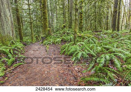 Picture - A trail in the Cowichan Valley the rainforest of Vancouver Island; Duncan, British Columbia, Canada. Fotosearch