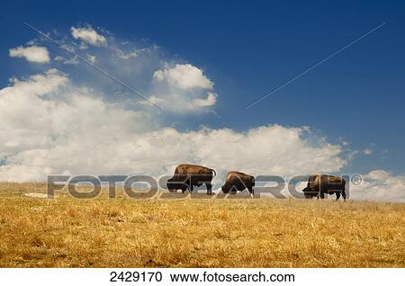 A trio of American bison graze in Buffalo Gap National Grassland near Badlands National Park; South Dakota, United States of America View Large Photo Image Stock Image - A trio of American bison graze in Buffalo Gap National Grassland near Badlands National Park; South Dakota, United States of America. Fotosearch